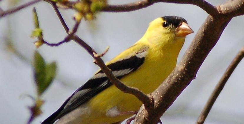 TRCA