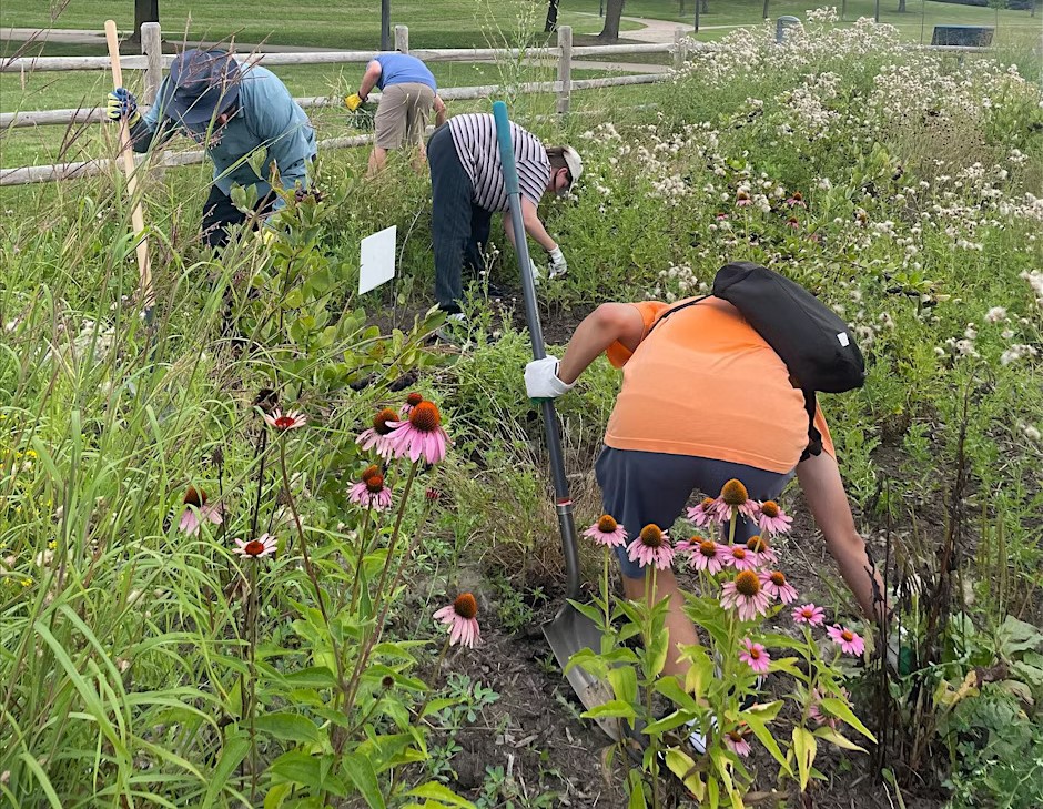 Community Planting – York Hill Park Rain Garden