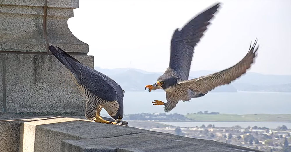 Adult Workshop: Birds of Prey