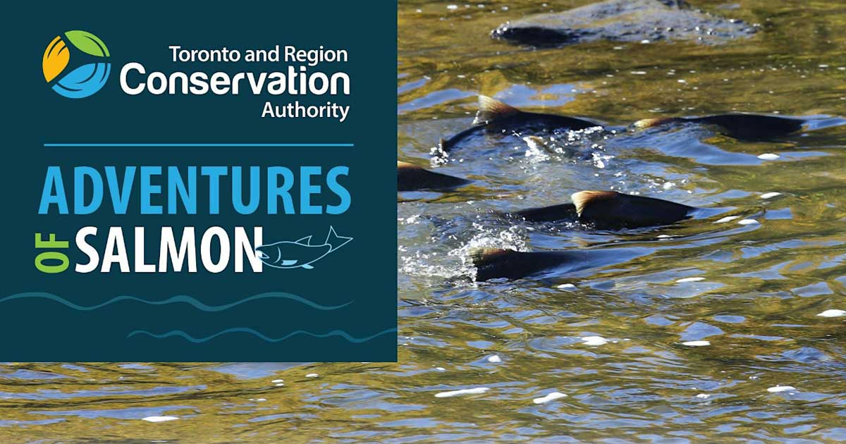 Salmon Adventure at Raymore Park