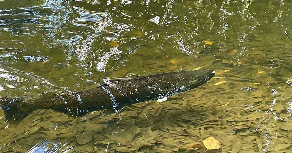 TRCA
