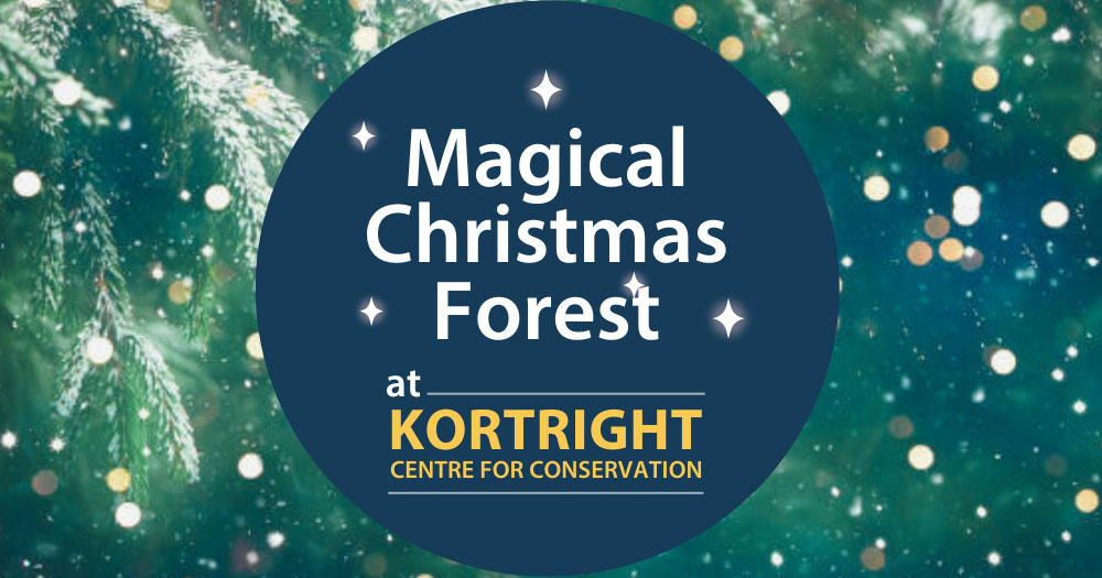 Magical Christmas Forest