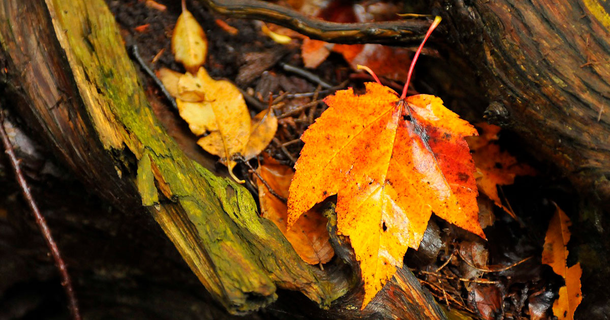 Kortright Centre for Conservation