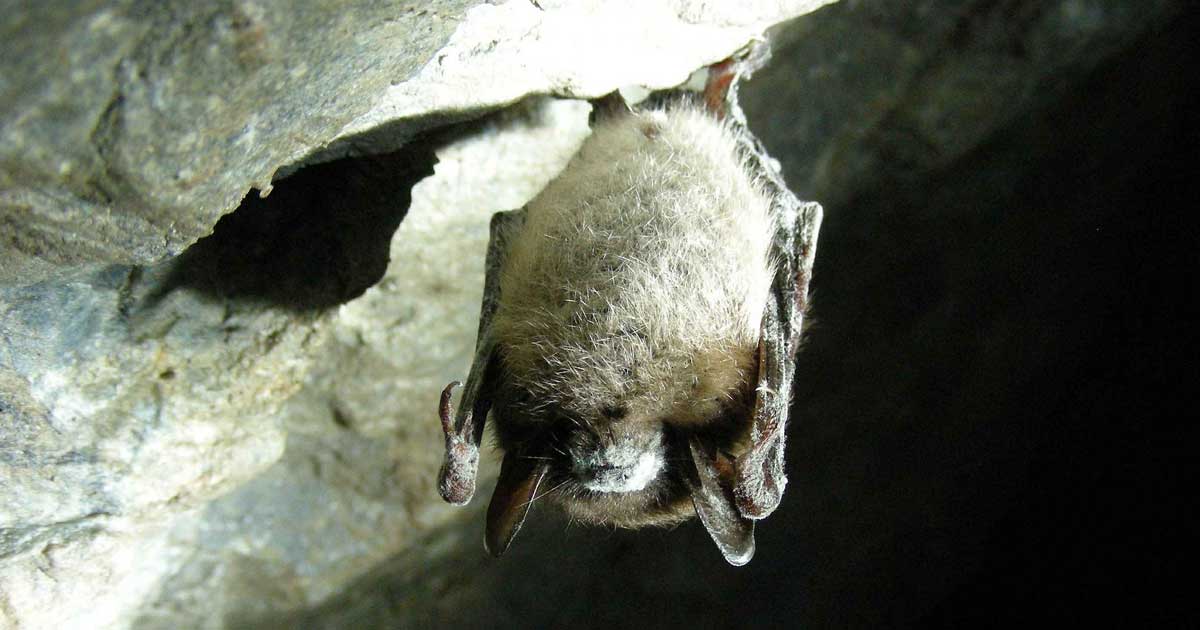 All About Bats | Claremont Nature Centre