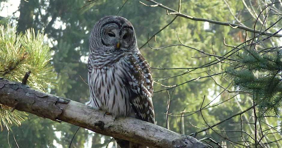 Owl Prowl at Tommy Thompson Park