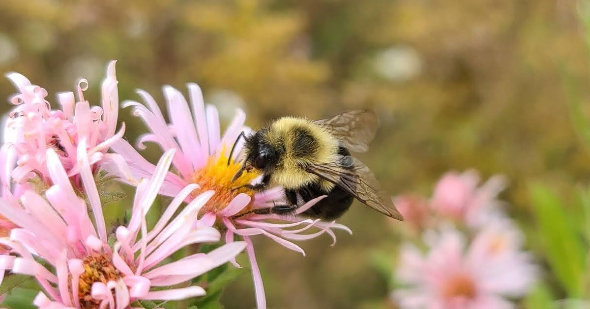 Ontario Naturalist Level 1 Course