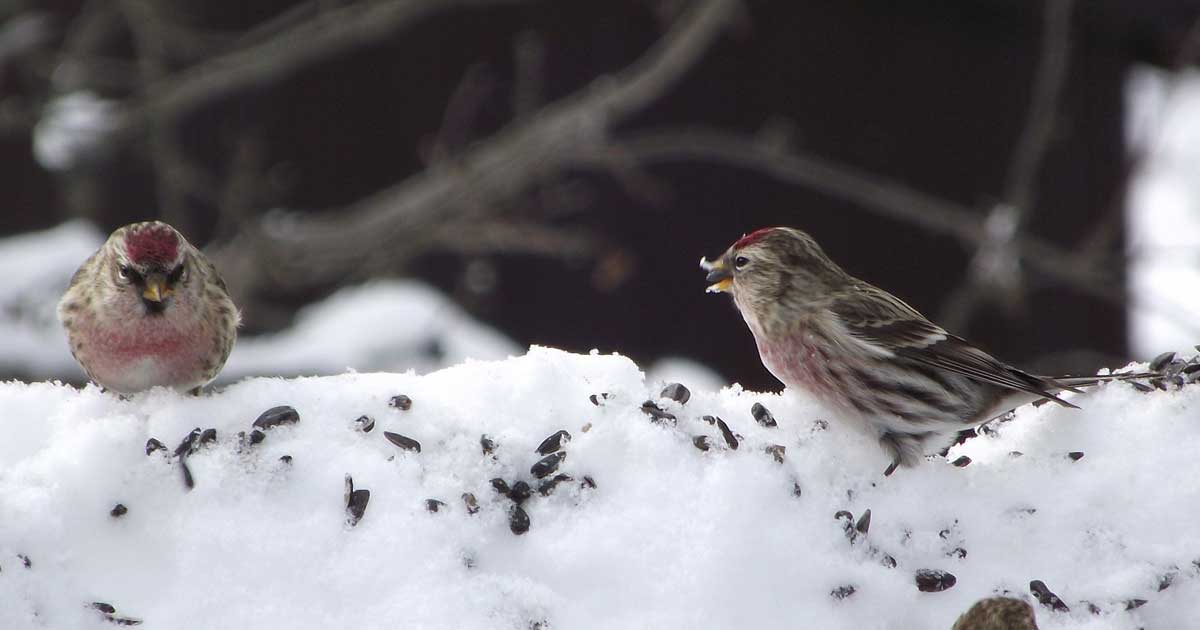 Deck the Trails with Seeds and Berries @ Bruce’s Mill