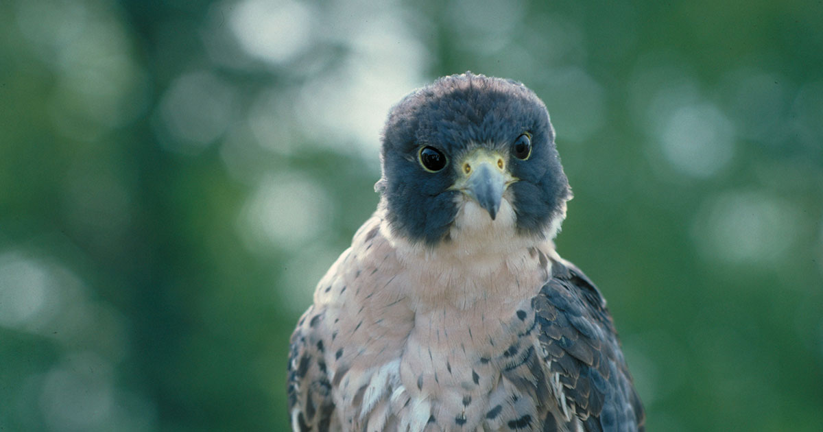Winter Birding Series: Migration Mysteries