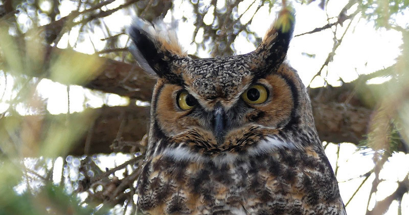 Hoot & Howl | Brampton