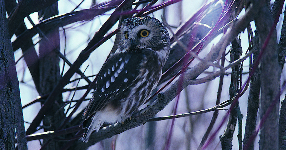 Winter Birding Series: Nocturnal Birds