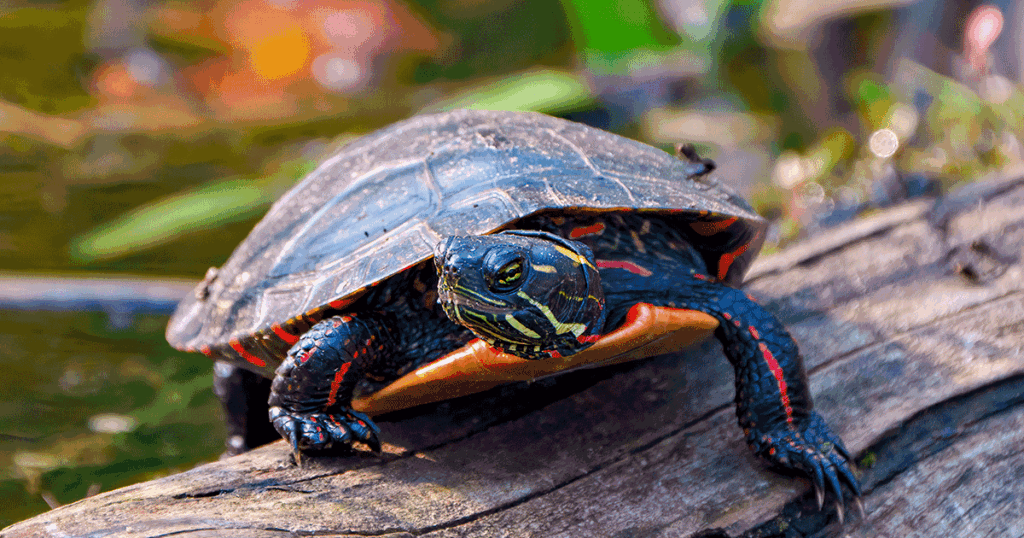 painted turtle climbing on a log
