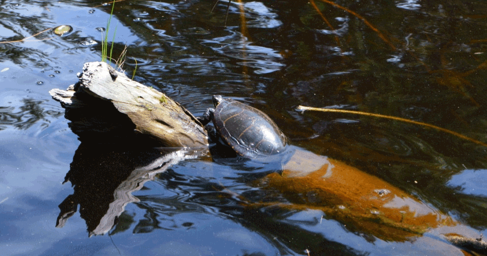 PA Day Fun: Shell-ebrate Turtle Conservation! (5-12 yrs)