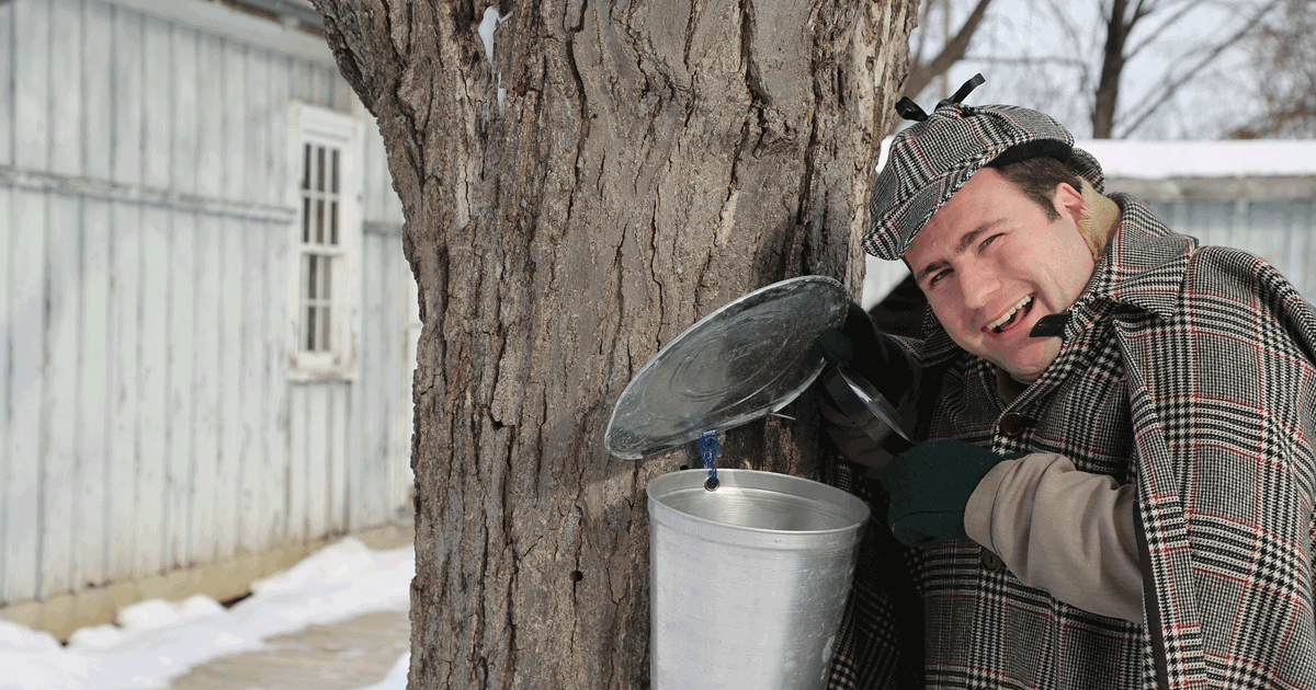 Maple Mystery at The Village