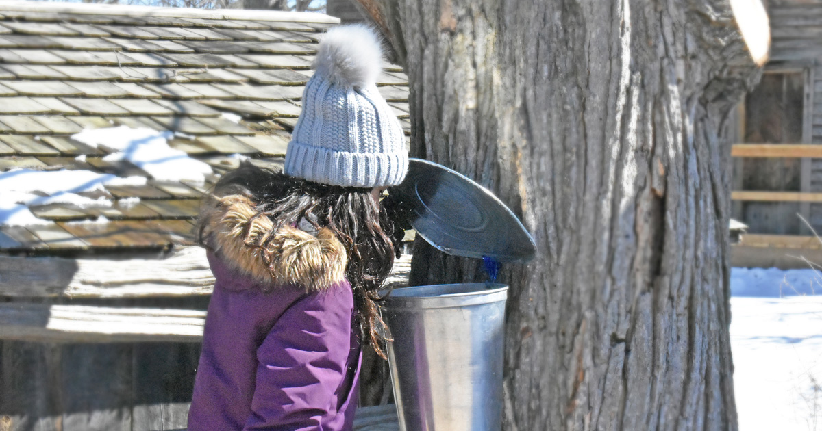 Maple Mystery at The Village