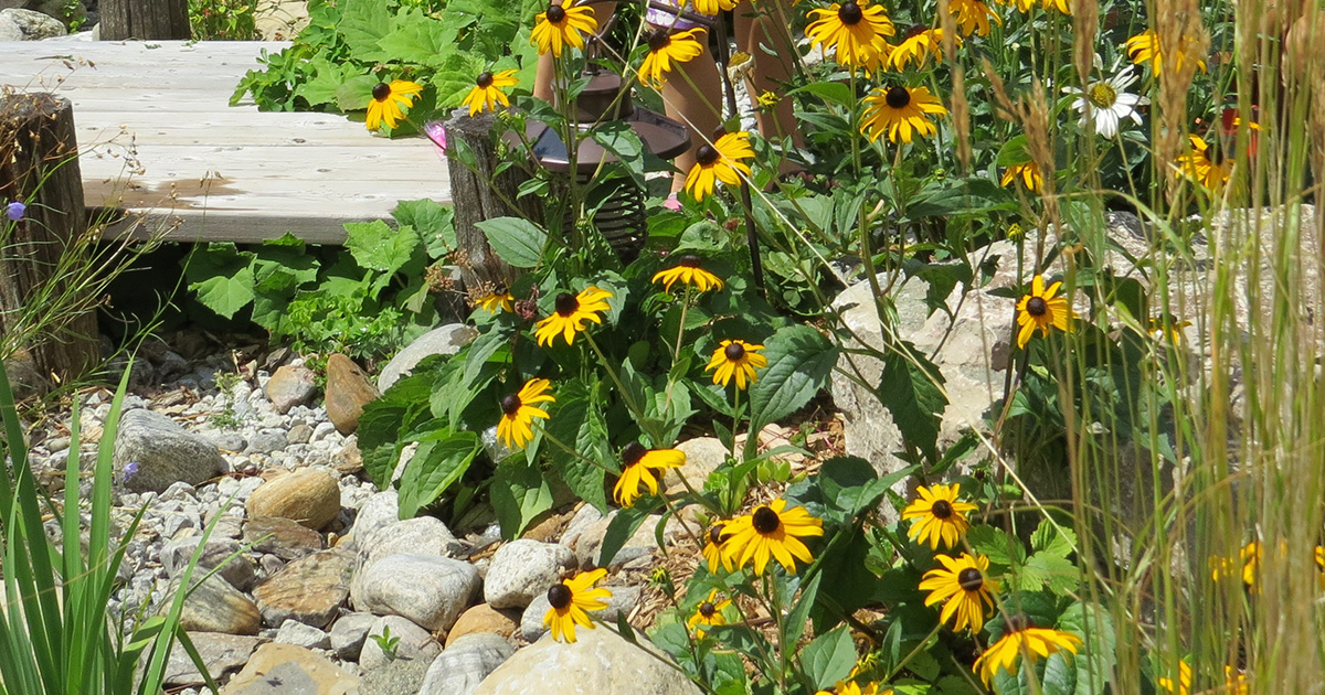 Climate Ready Homes: Beautiful Native Plants