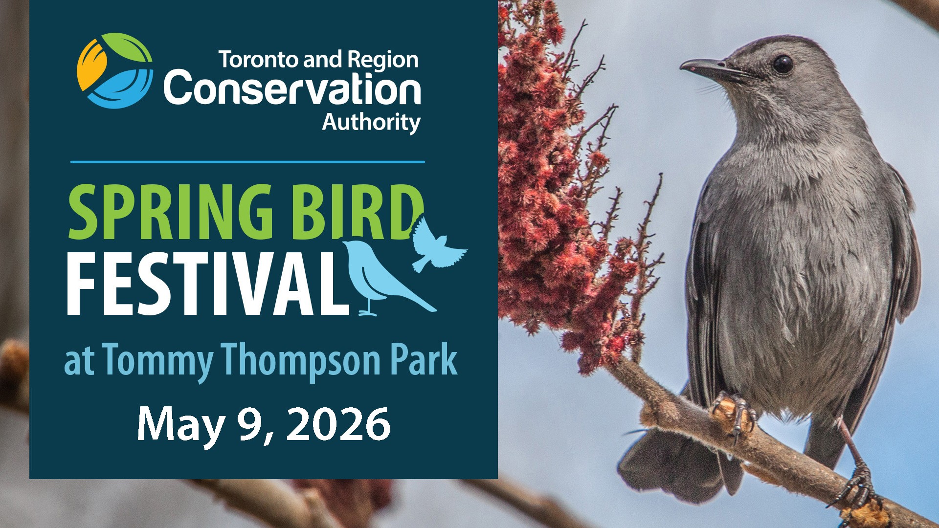 TRCA Spring Bird Festival at Tommy Thompson Park