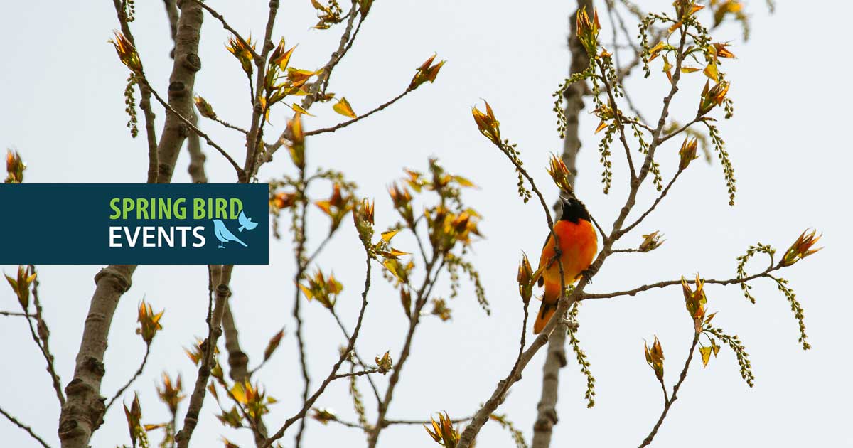 Birding Walk at Biidaasige Park