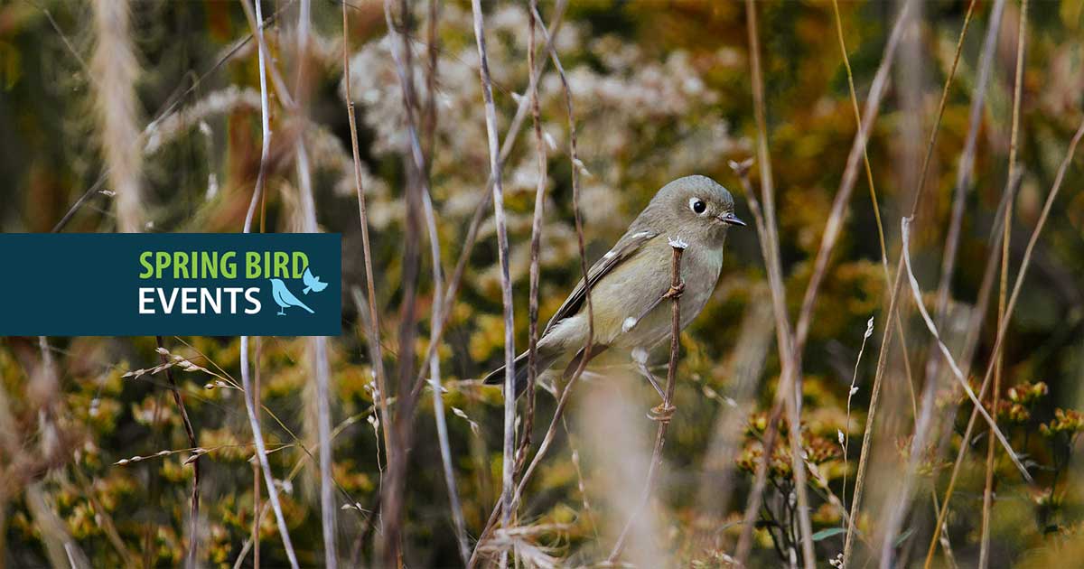 Birding Walk at The Meadoway