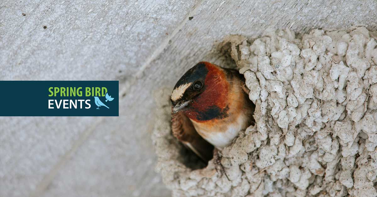 Cliff Swallow Cross Stitch