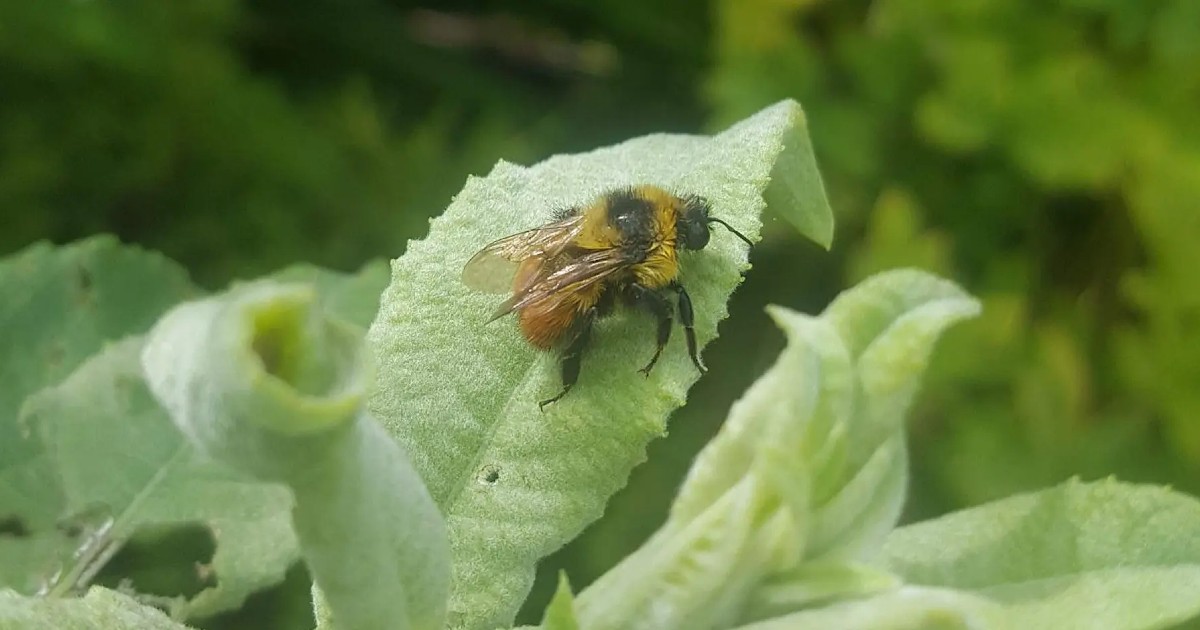 ORCCR Series: Springtime Pollinators