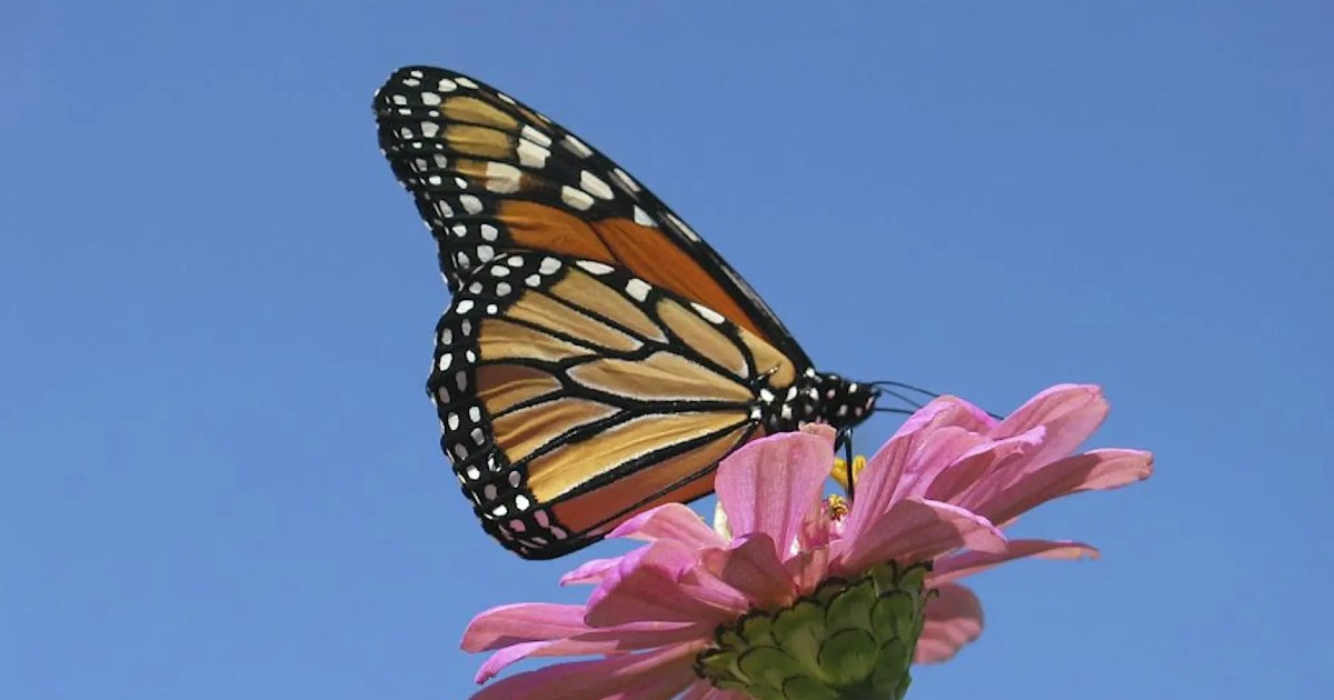 Befriending Bees and Butterflies