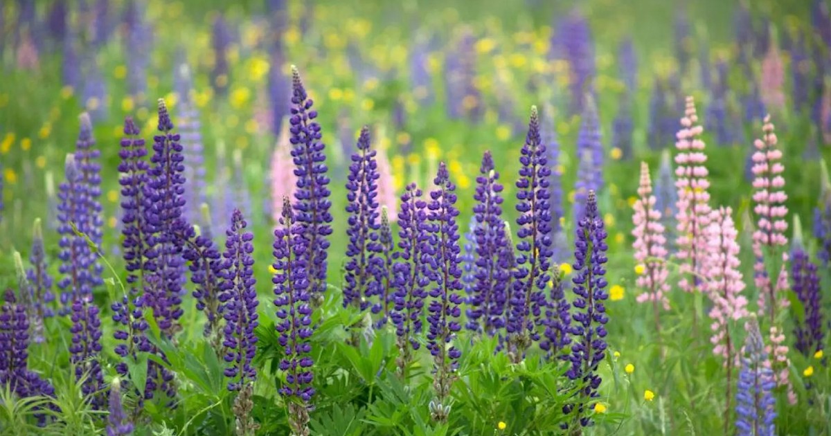Peel Climate Ready Homes: Native Plants Workshop