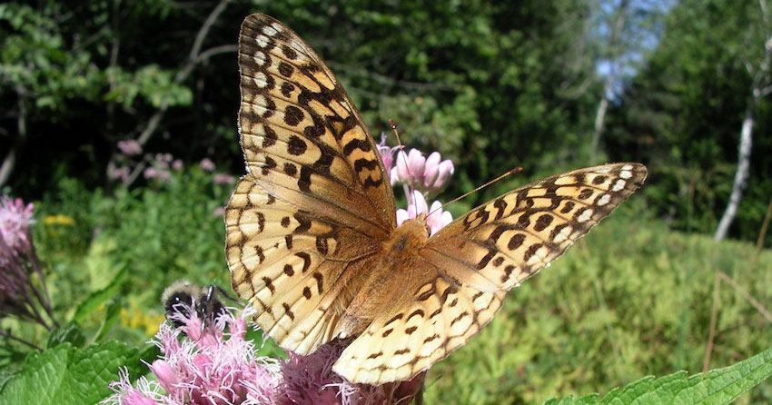 Adult Workshop: Butterflies of Ontario