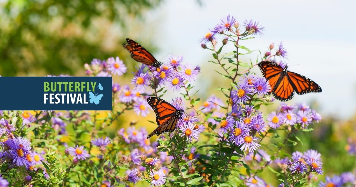 TRCA Butterfly Festival @ Tommy Thompson Park