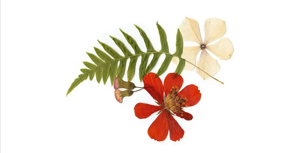 Flower Art Series: Pressed Floral Art