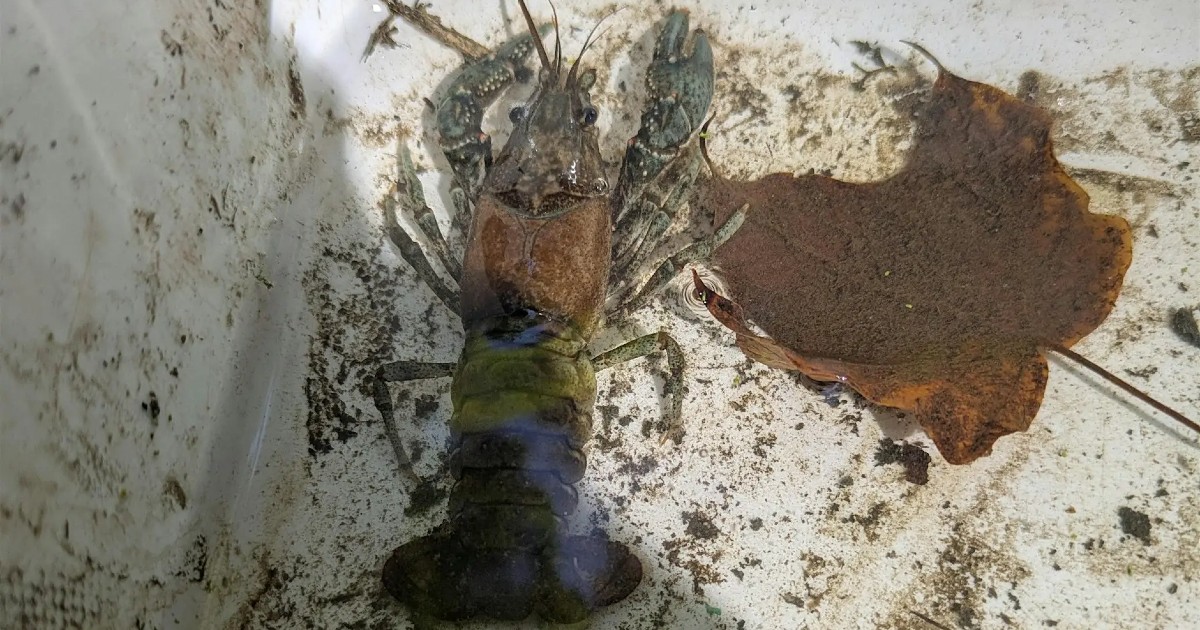 Homeschool @ Claireville: Creek Crawlers