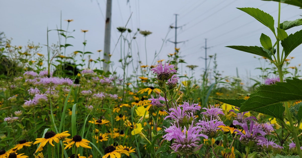 Graze The Meadoway!
