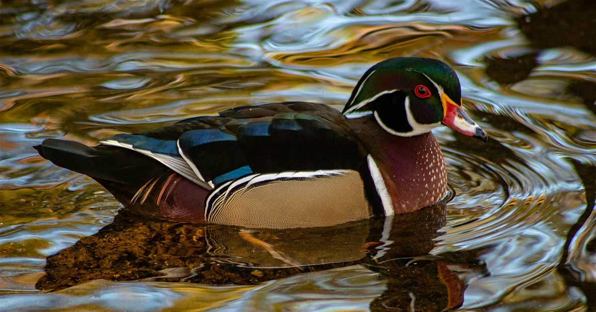 Community Birding Walk at Marita Payne Park