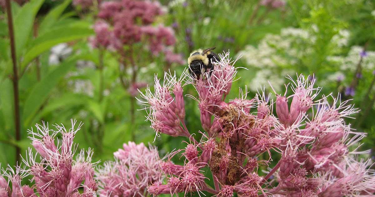 Wildflower Planting and Pollinator Garden Stewardship | Ajax