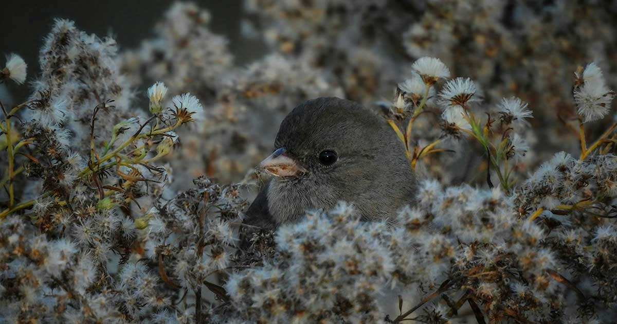 Bird Walk – In celebration of World Migratory Bird Day