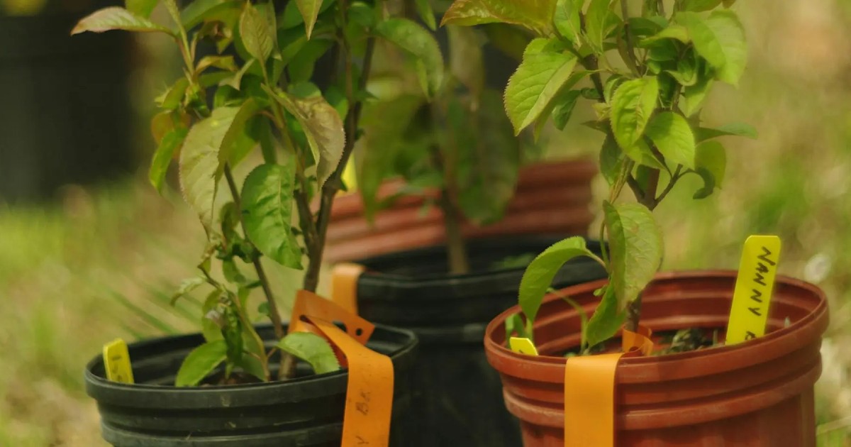 Sustainable Neighbourhood Action Program (SNAP)