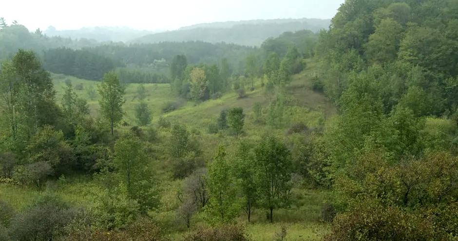 Reading the Land: Discover the Story of the Forest