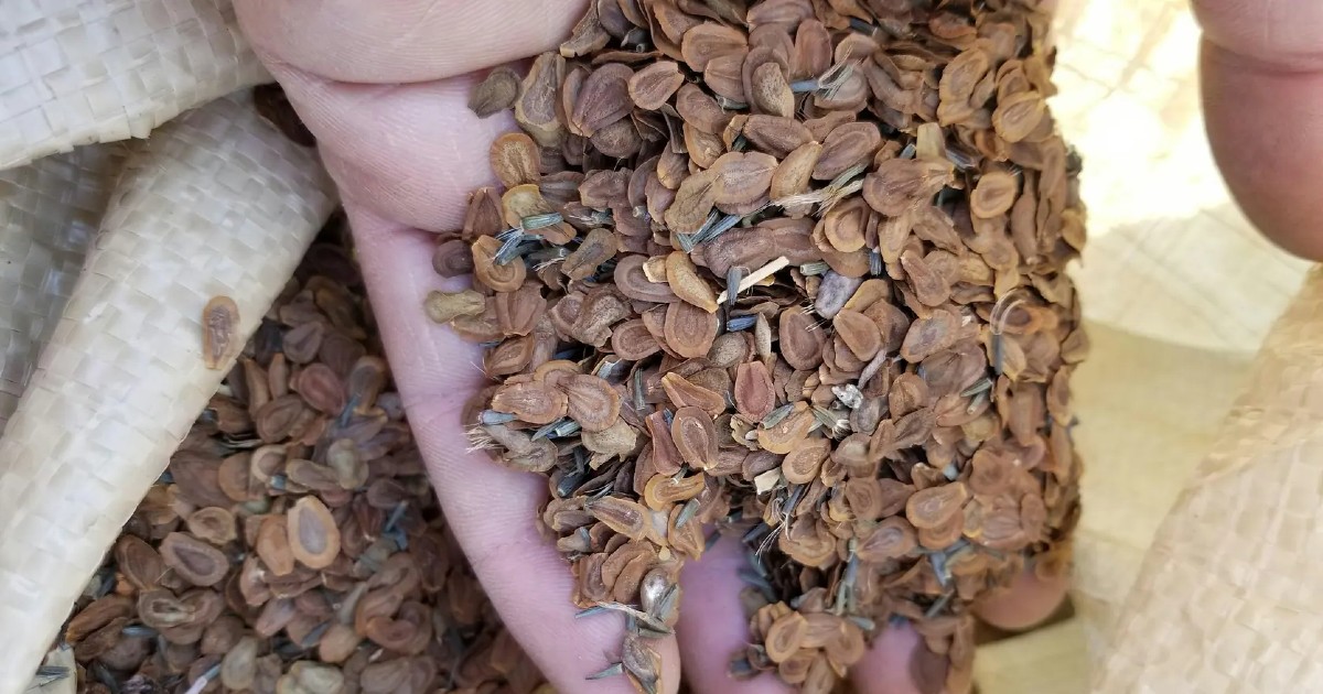 Seed Saving: Native Wildflowers at Claremont Nature Centre